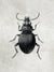 Canvas Antique Beetle Art Print